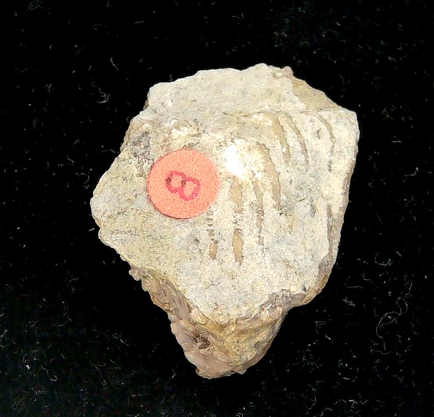 Iowa Mississippian Age Gilmore City Crinoid 199b | Fossils for Sale General Mississippian Age Gilmore City Crinoid Fossils From Iowa For Sale #199b