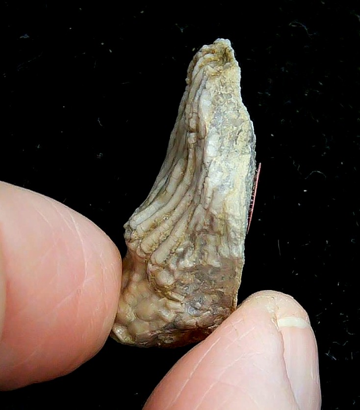 Iowa Mississippian Age Gilmore City Crinoid 199c | Fossils for Sale General Mississippian Age Gilmore City Crinoid Fossils From Iowa For Sale #199c