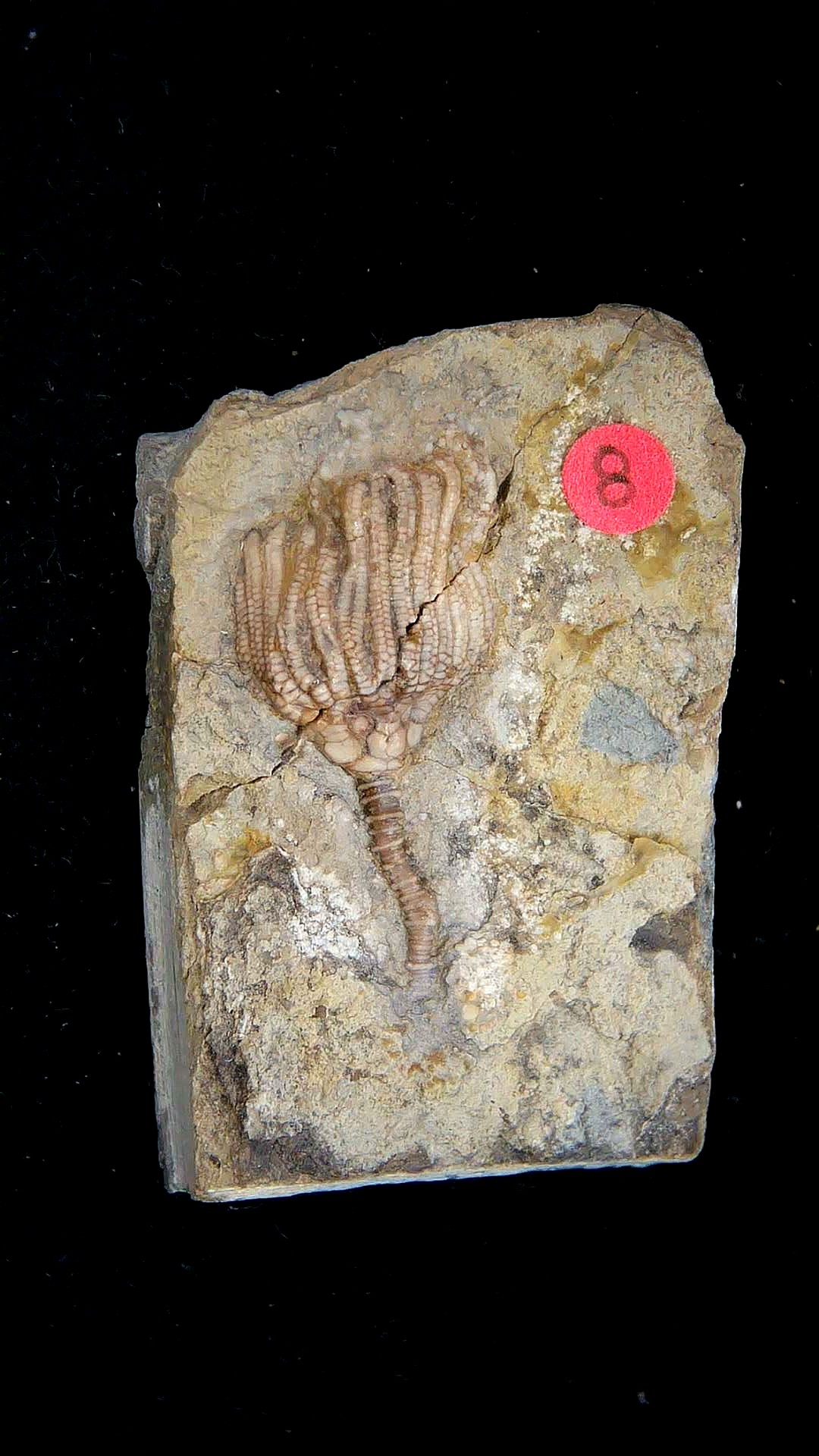 Iowa Mississippian Age Gilmore City Crinoid 201 | Fossils for Sale General Mississippian Age Gilmore City Crinoid Fossils From Iowa For Sale #201