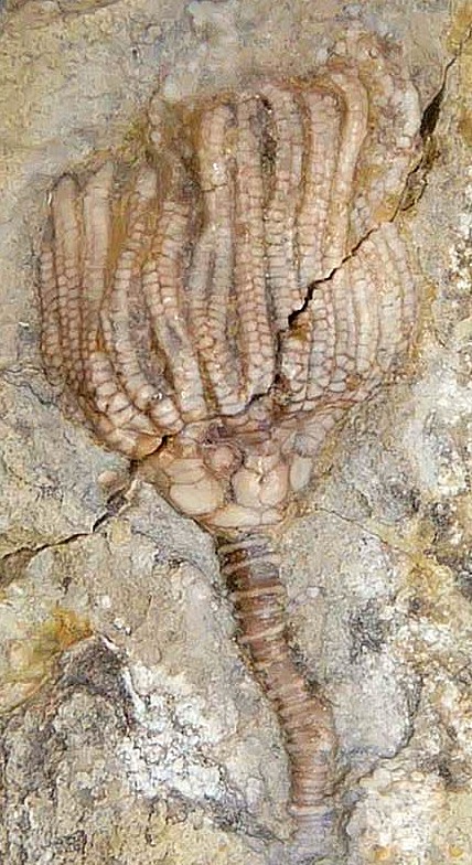 Iowa Mississippian Age Gilmore City Crinoid 201a | Fossils for Sale General Mississippian Age Gilmore City Crinoid Fossils From Iowa For Sale #201a