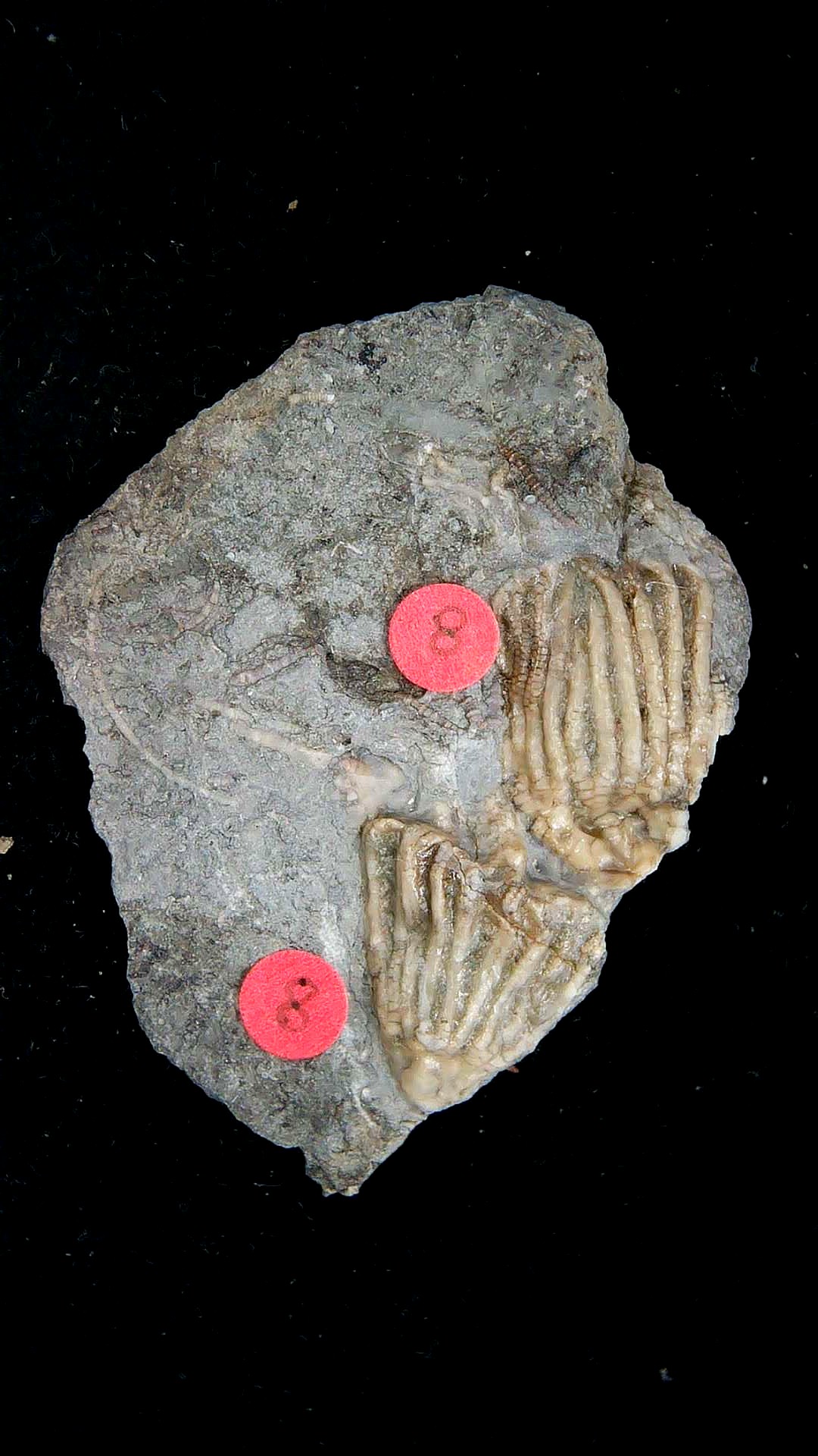 Iowa Mississippian Age Gilmore City Crinoid 203 | Fossils for Sale General Mississippian Age Gilmore City Crinoid Fossils From Iowa For Sale #203