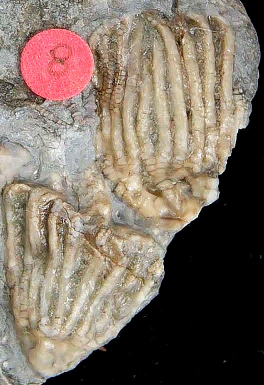 Iowa Mississippian Age Gilmore City Crinoid 203a | Fossils for Sale General Mississippian Age Gilmore City Crinoid Fossils From Iowa For Sale #203a