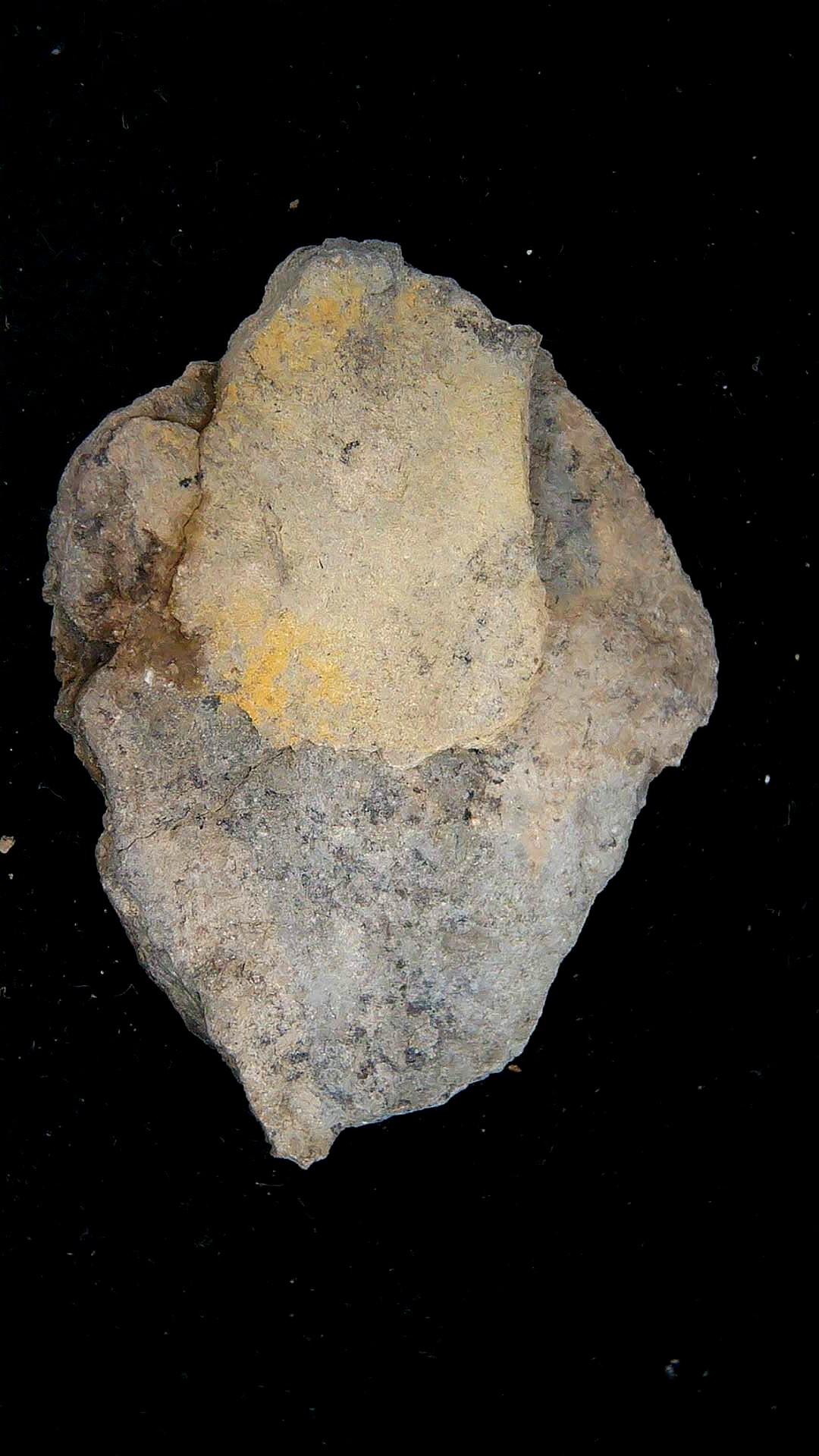 Iowa Mississippian Age Gilmore City Crinoid 203b | Fossils for Sale General Mississippian Age Gilmore City Crinoid Fossils From Iowa For Sale #203b