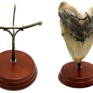 Genuine Megalodon Shark Tooth Display Stand for Sale