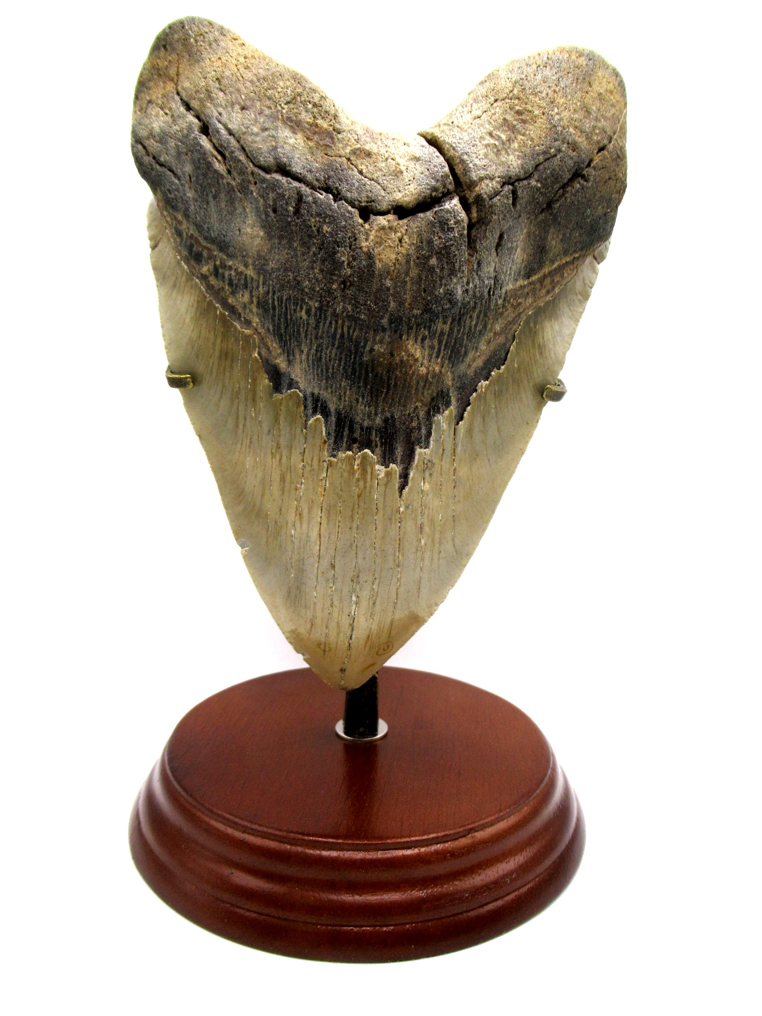 Megalodon Shark Tooth Stand Front | Fossils for Sale Genuine Megalodon Shark Tooth Stand Front for Medium to Large Teeth For Sale