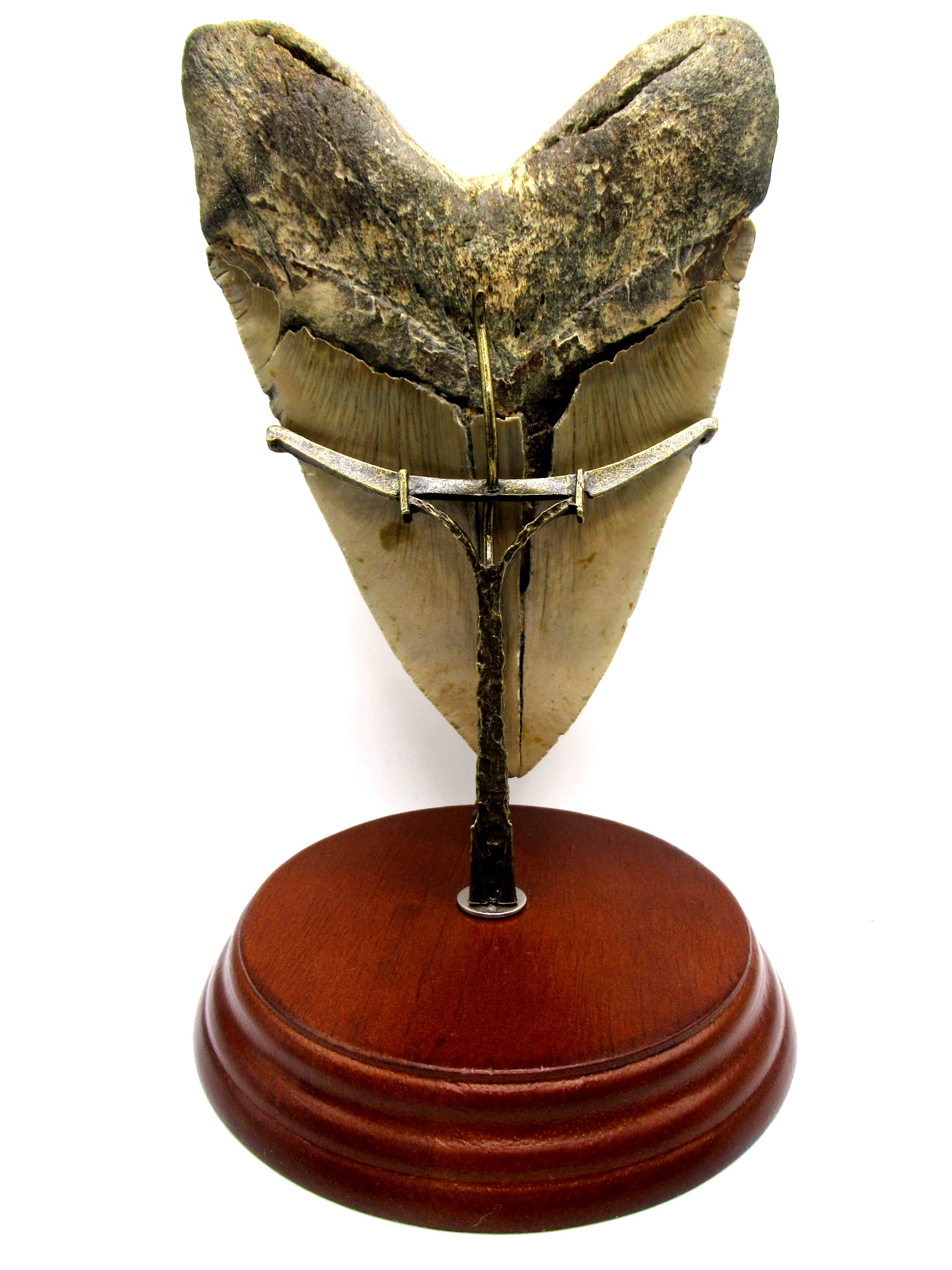 Megalodon Shark Tooth Stand Reverse | Fossils for Sale Genuine Megalodon Shark Tooth Stand for Medium to Large Teeth For Sale