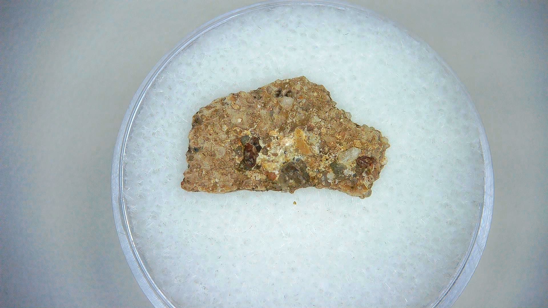 Megaloolithus Dinosaur Egg Shell 7 | Fossils for Sale Genuine Cretaceous Age Megaloolithus Dinosaur Egg Shell for Sale from Spain #7