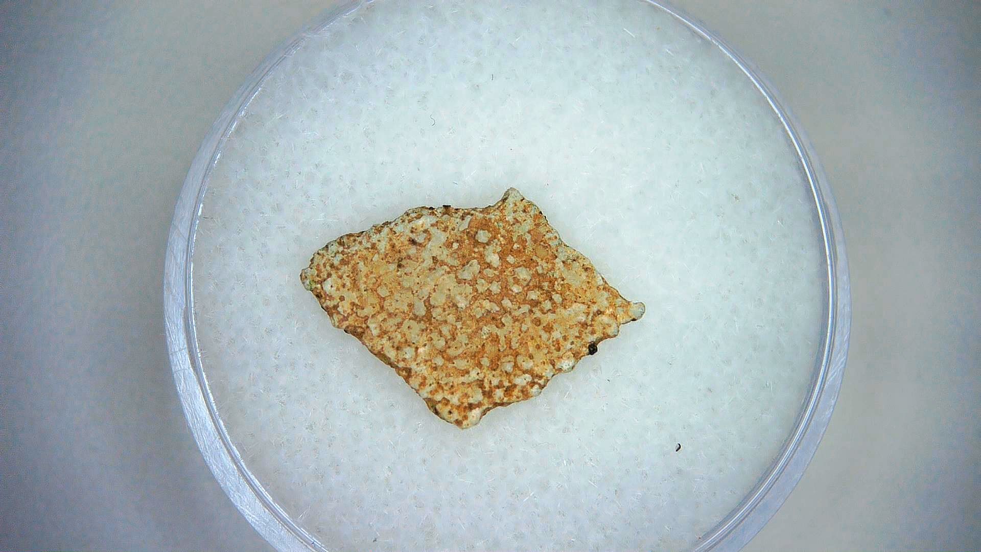 Megaloolithus Dinosaur Egg Shell 8 | Fossils for Sale Genuine Cretaceous Age Megaloolithus Dinosaur Egg Shell for Sale from Spain #8