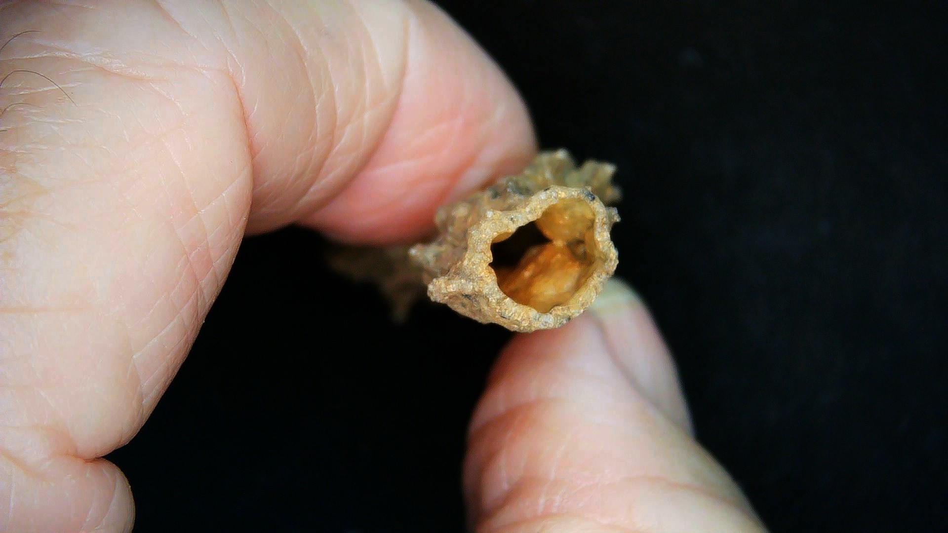 Morocco North Africa Fulgurite - Fossil Lightning 2c | Fossils for Sale Genuine Fulgurite “Fossil Lightening” from Sahara Desert N. Africa for Sale #2c