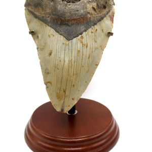 Genuine Miocene Age Megalodon Shark Tooth for Sale from South Carolina #80