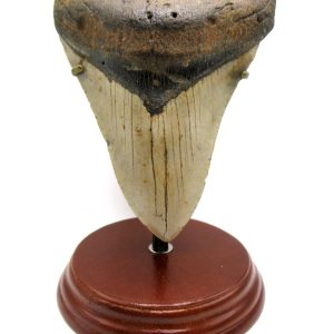 Genuine Miocene Age Megalodon Shark Tooth for Sale from South Carolina #81