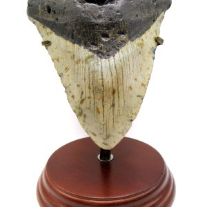 Genuine Miocene Age Megalodon Shark Tooth for Sale from South Carolina #82