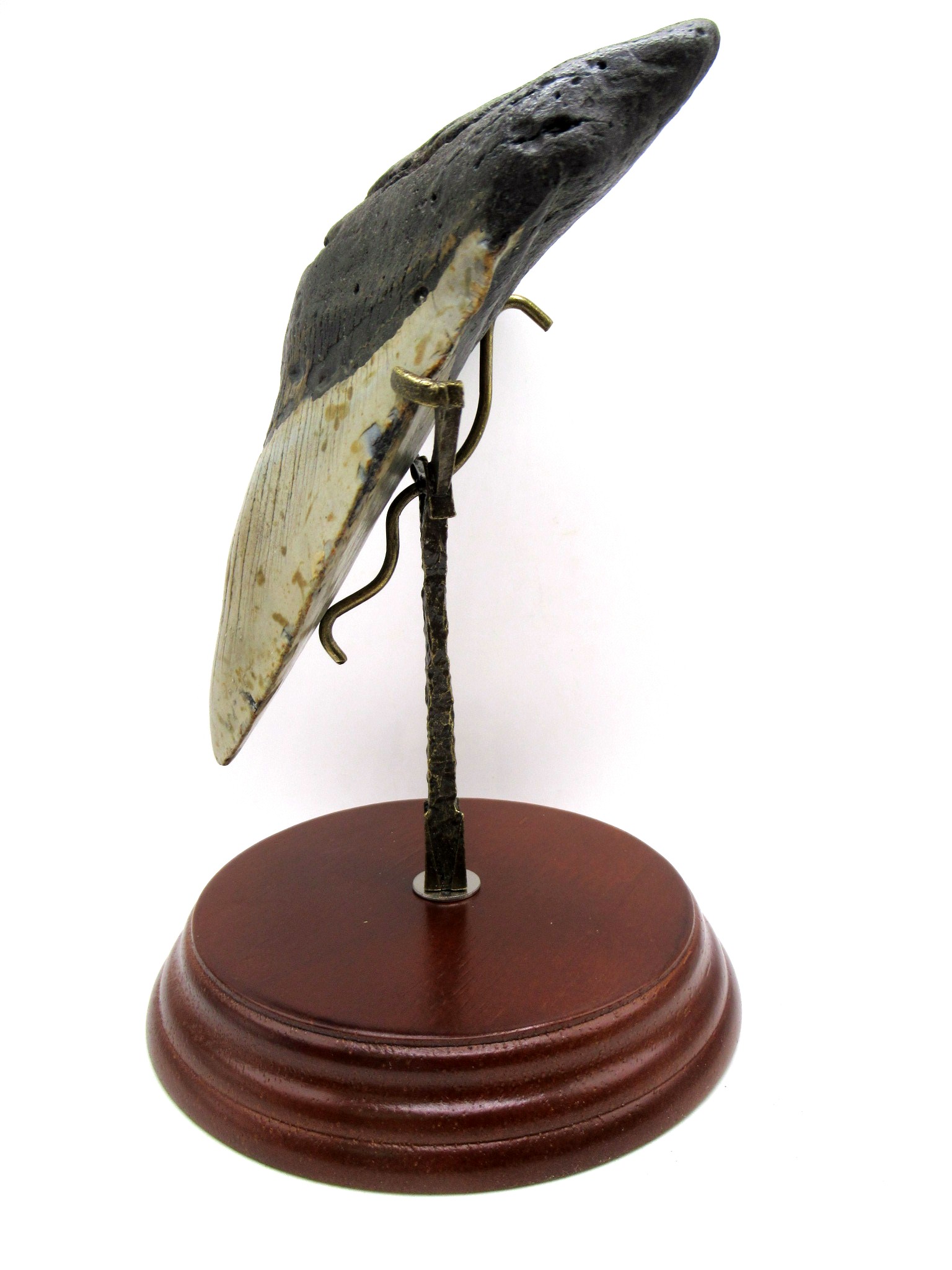 S. Carolina Miocene Age Megalodon Shark Tooth 82a | Fossils for Sale Genuine Miocene Age Megalodon Shark Tooth for Sale from South Carolina #82a