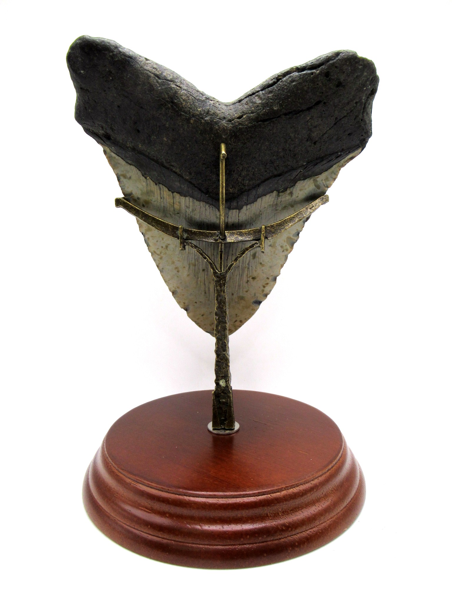 S. Carolina Miocene Age Megalodon Shark Tooth 82b | Fossils for Sale Genuine Miocene Age Megalodon Shark Tooth for Sale from South Carolina #82b