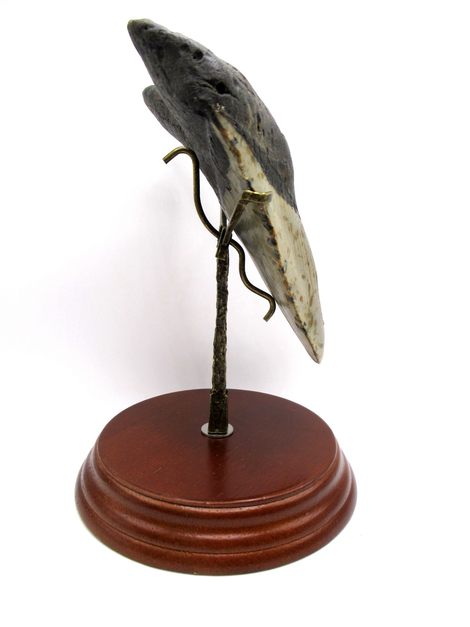 S. Carolina Miocene Age Megalodon Shark Tooth 82c | Fossils for Sale Genuine Miocene Age Megalodon Shark Tooth for Sale from South Carolina #82c