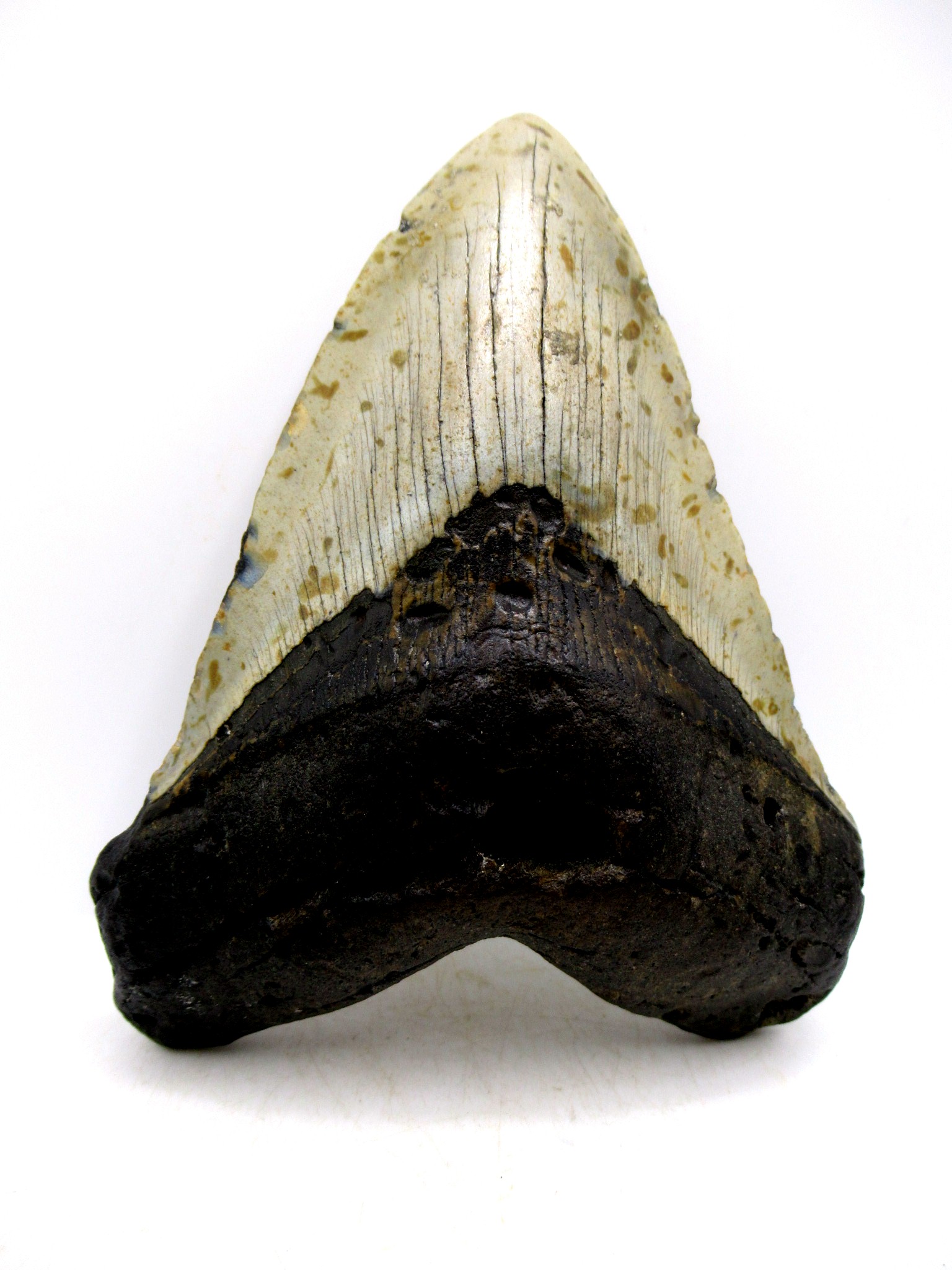 S. Carolina Miocene Age Megalodon Shark Tooth 82d | Fossils for Sale Genuine Miocene Age Megalodon Shark Tooth for Sale from South Carolina #82d