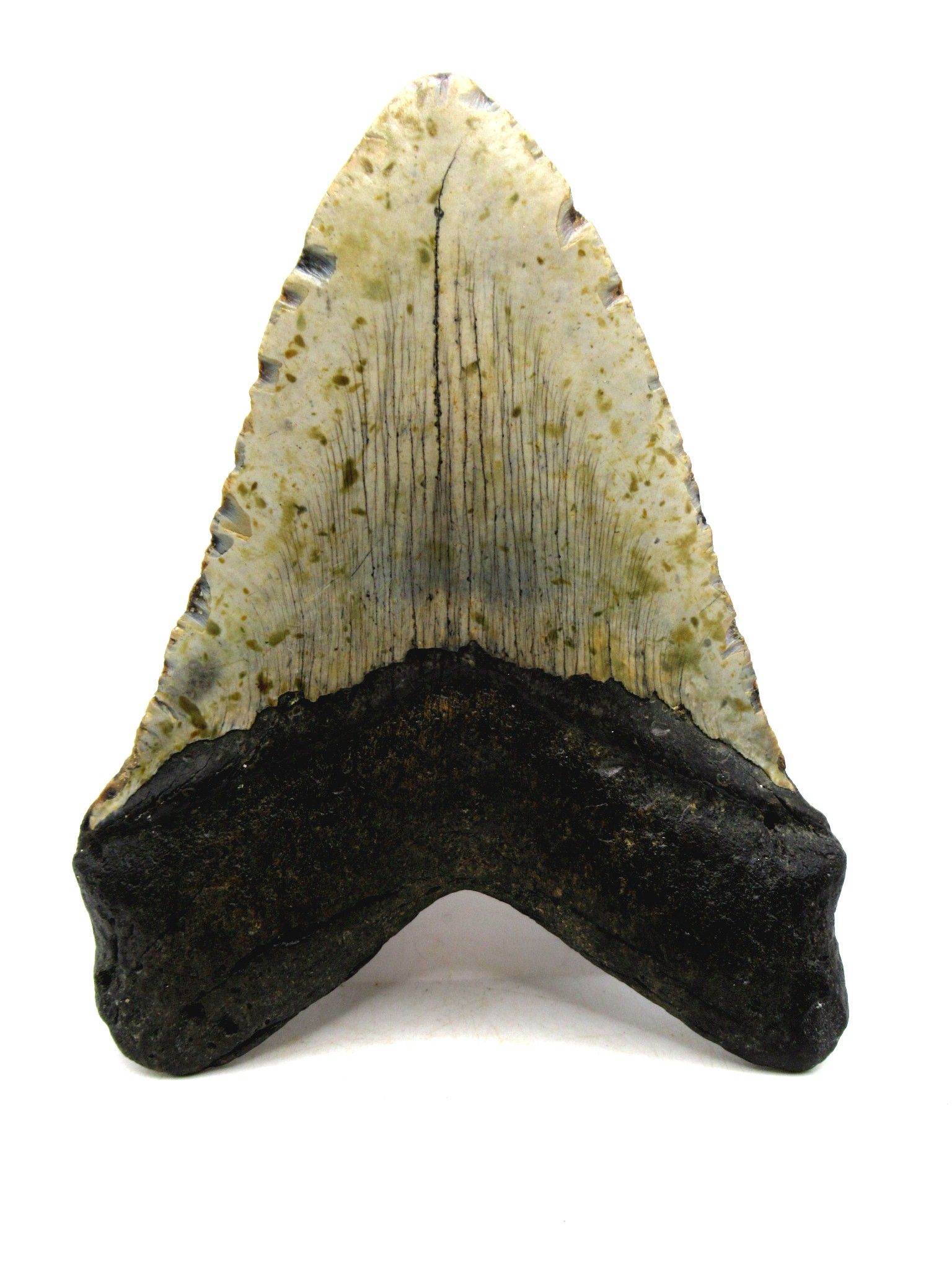 S. Carolina Miocene Age Megalodon Shark Tooth 82e | Fossils for Sale Genuine Miocene Age Megalodon Shark Tooth for Sale from South Carolina #82e