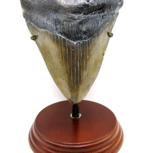 Genuine Miocene Age Megalodon Shark Tooth for Sale from South Carolina #83