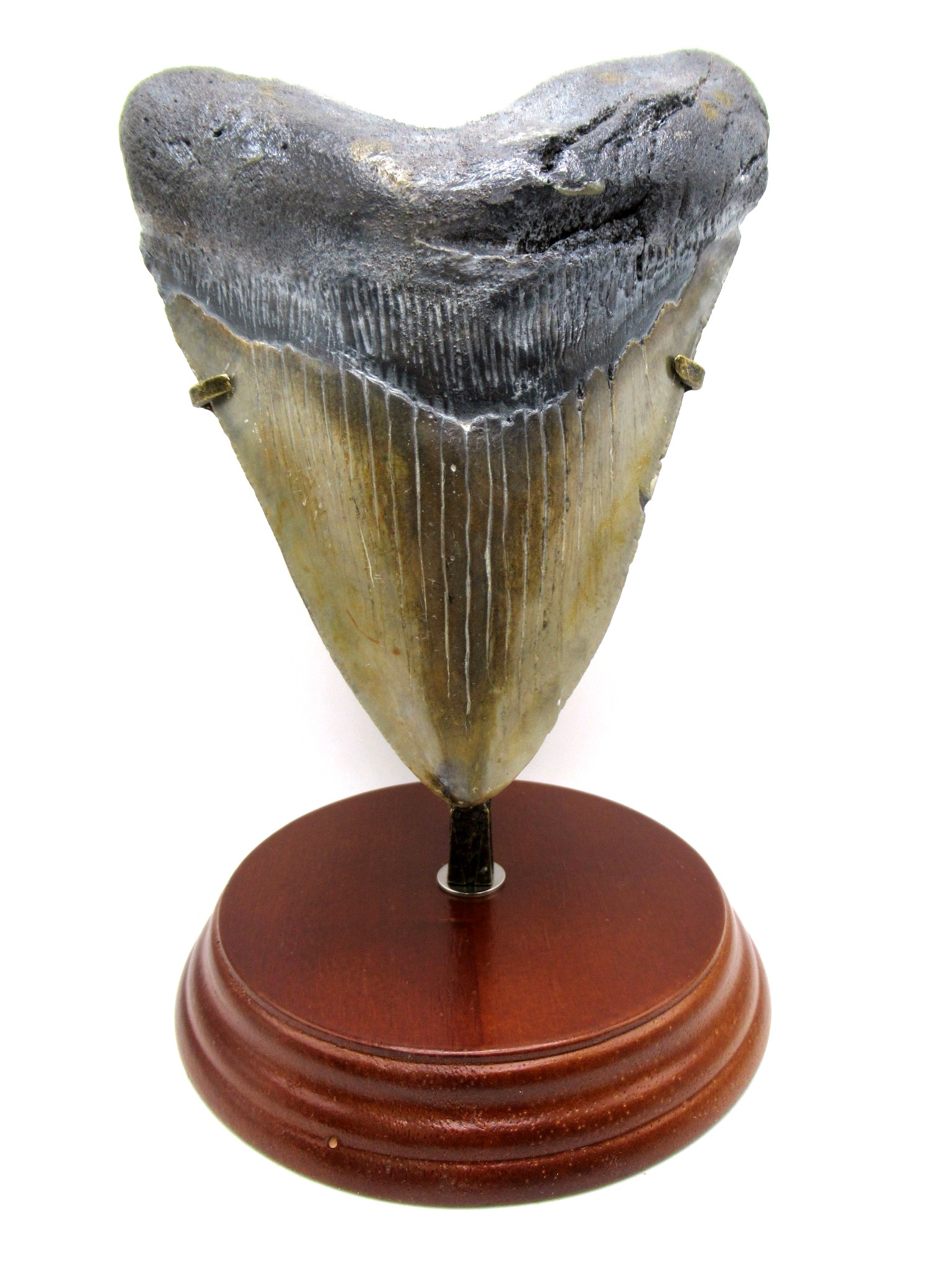 S. Carolina Miocene Age Megalodon Shark Tooth 83 | Fossils for Sale Genuine Miocene Age Megalodon Shark Tooth for Sale from South Carolina #83