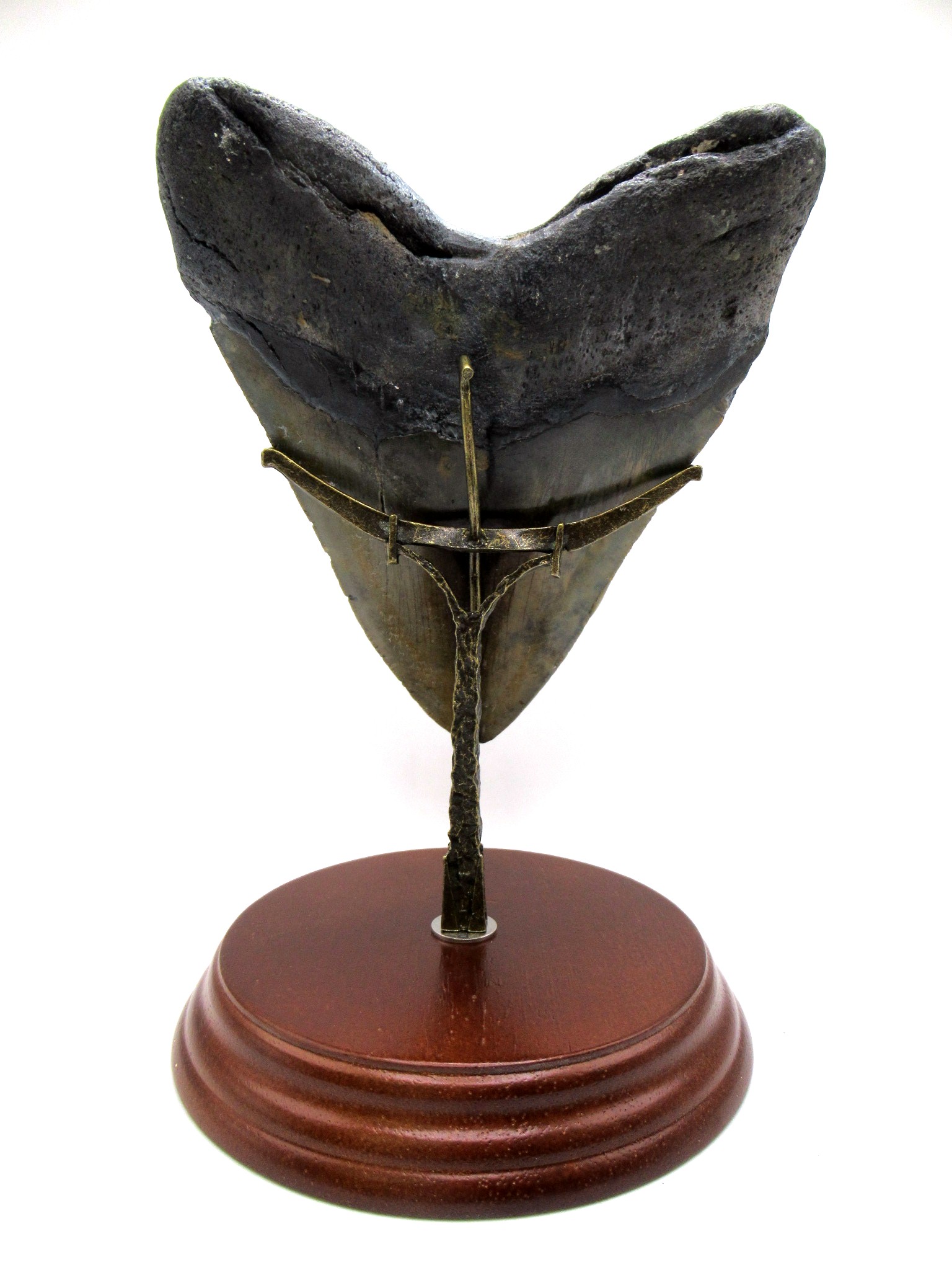 S. Carolina Miocene Age Megalodon Shark Tooth 83b | Fossils for Sale Genuine Miocene Age Megalodon Shark Tooth for Sale from South Carolina #83b