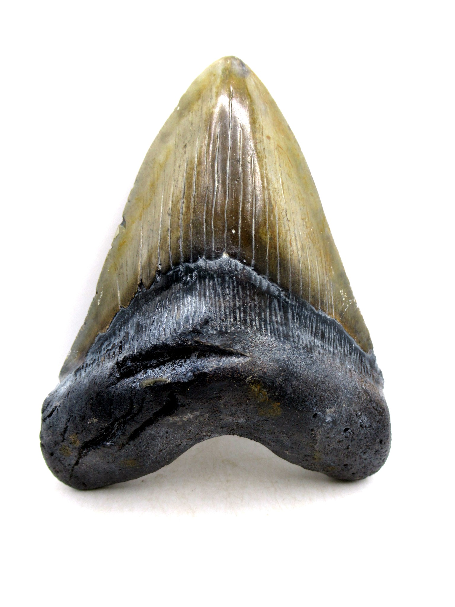 S. Carolina Miocene Age Megalodon Shark Tooth 83d | Fossils for Sale Genuine Miocene Age Megalodon Shark Tooth for Sale from South Carolina #83d