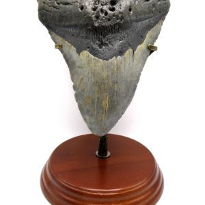 Genuine Miocene Age Megalodon Shark Tooth for Sale from South Carolina #84
