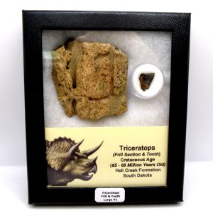 Genuine Cretaceous Age Triceratops Frill & Tooth Large Fossils for Sale from South Dakota #1