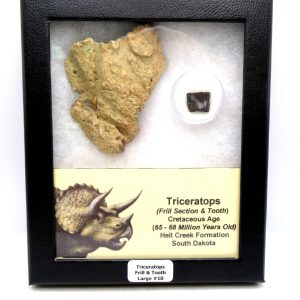 Genuine Cretaceous Age Triceratops Frill & Tooth Large Fossils for Sale from South Dakota #10