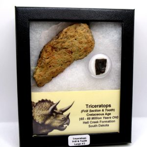 Genuine Cretaceous Age Triceratops Frill & Tooth Large Fossils for Sale from South Dakota #2
