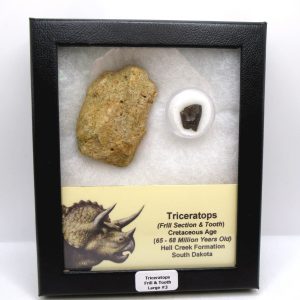 Genuine Cretaceous Age Triceratops Frill & Tooth Large Fossils for Sale from South Dakota #3