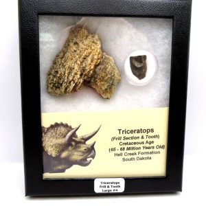 Genuine Cretaceous Age Triceratops Frill & Tooth Large Fossils for Sale from South Dakota #4
