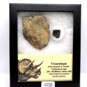 Genuine Cretaceous Age Triceratops Frill & Tooth Large Fossils for Sale from South Dakota #5