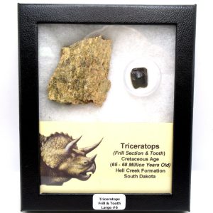 Genuine Cretaceous Age Triceratops Frill & Tooth Large Fossils for Sale from South Dakota #6