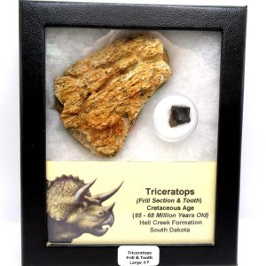 Genuine Cretaceous Age Triceratops Frill & Tooth Large Fossils for Sale from South Dakota #7