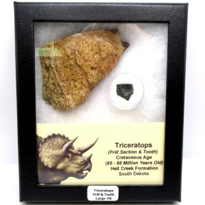 Genuine Cretaceous Age Triceratops Frill & Tooth Large Fossils for Sale from South Dakota #8