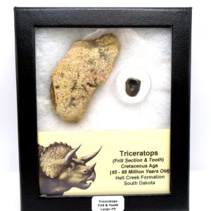 Genuine Cretaceous Age Triceratops Frill & Tooth Large Fossils for Sale from South Dakota #9