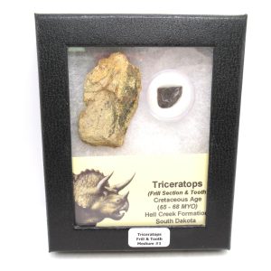 Genuine Cretaceous Age Triceratops Frill & Tooth Medium Fossils for Sale from South Dakota #1