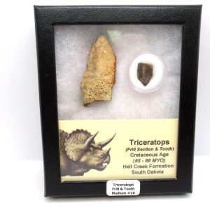 Genuine Cretaceous Age Triceratops Frill & Tooth Medium Fossils for Sale from South Dakota #10