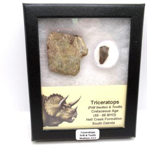 Genuine Cretaceous Age Triceratops Frill & Tooth Medium Fossils for Sale from South Dakota #12