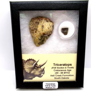 Genuine Cretaceous Age Triceratops Frill & Tooth Medium Fossils for Sale from South Dakota #2