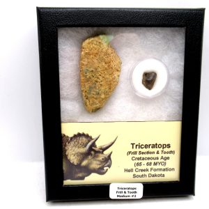 Genuine Cretaceous Age Triceratops Frill & Tooth Medium Fossils for Sale from South Dakota #3