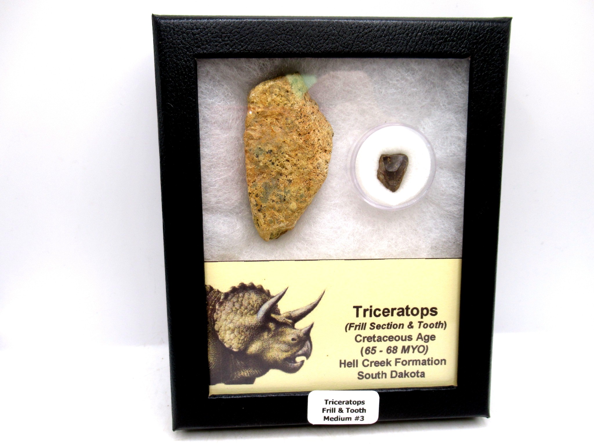 South Dakota Cretaceous Triceratops Frill & Tooth Set Medium 3 | Fossils for Sale Genuine Cretaceous Age Triceratops Frill & Tooth Medium Fossils for Sale from South Dakota #3