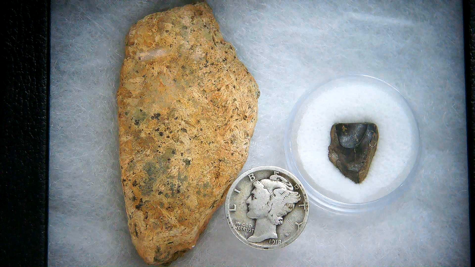 South Dakota Cretaceous Triceratops Frill & Tooth Set Medium 3a | Fossils for Sale Genuine Cretaceous Age Triceratops Frill & Tooth Medium Fossils for Sale from South Dakota #3a