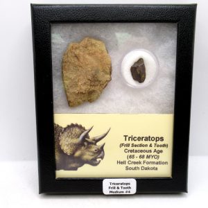 Genuine Cretaceous Age Triceratops Frill & Tooth Medium Fossils for Sale from South Dakota #4
