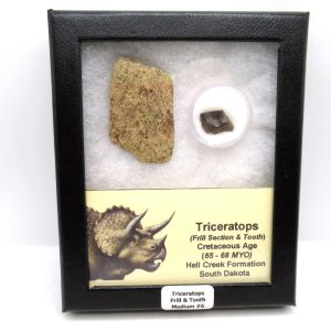 Genuine Cretaceous Age Triceratops Frill & Tooth Medium Fossils for Sale from South Dakota #6