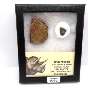Genuine Cretaceous Age Triceratops Frill & Tooth Medium Fossils for Sale from South Dakota #7
