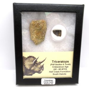Genuine Cretaceous Age Triceratops Frill & Tooth Medium Fossils for Sale from South Dakota #8