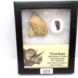 Genuine Cretaceous Age Triceratops Frill & Tooth Medium Fossils for Sale from South Dakota #9