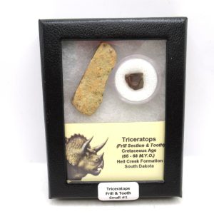 Triceratops Frill and Tooth Set Cretaceous Age - Small Set #1