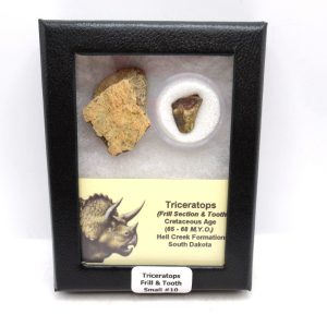 Genuine Cretaceous Age Triceratops Frill & Tooth Small Fossils for Sale from South Dakota #10